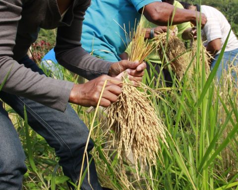 Rice produced by quilombolas supplies solidarity cuisine in Sergipe