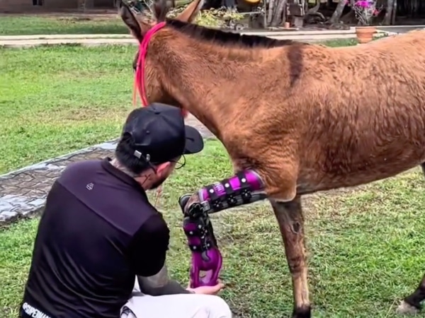 Sympathetic, the mulita who lost one of her legs after stepping on a mine in the catatumbo, premieres prostheses