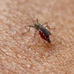 The country's departments that register more yellow fever