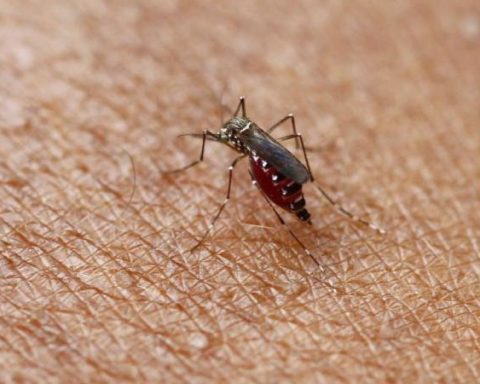 The country's departments that register more yellow fever