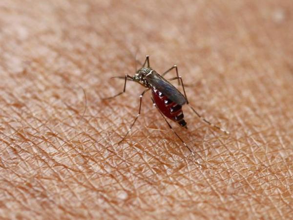 The country's departments that register more yellow fever