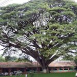 El municipio del Cauca que tiene uno de los samanes más grandes de Sudamérica.