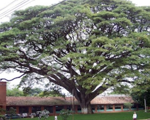 El municipio del Cauca que tiene uno de los samanes más grandes de Sudamérica.