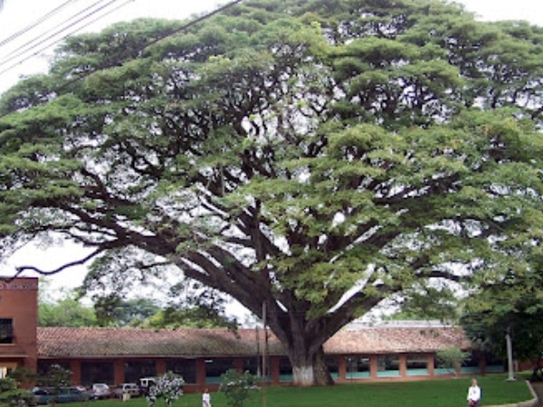 El municipio del Cauca que tiene uno de los samanes más grandes de Sudamérica.