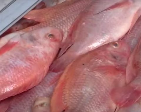 This should be taken into account for safe fish and shellfish consumption during Holy Week