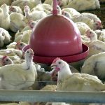 US and China tariffs can expand Brazilian exports