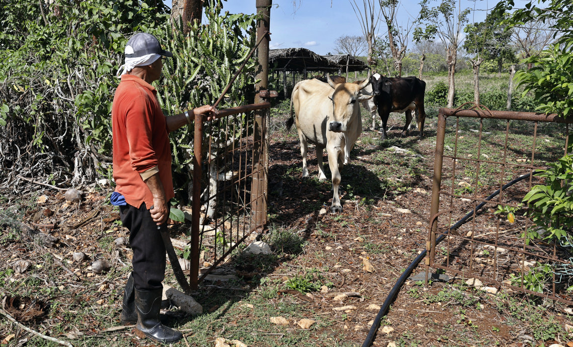 "We are going to run out of anything": the theft and sacrifice of cows is primed with the field of Cuba