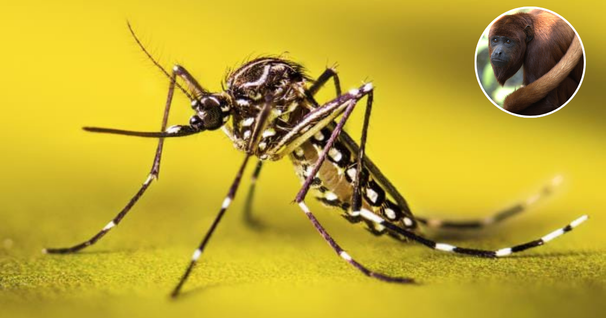 What does the howler monkey have with yellow fever?