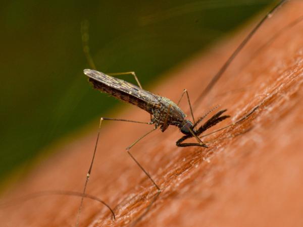 Why was the national emergency for yellow fever declared?