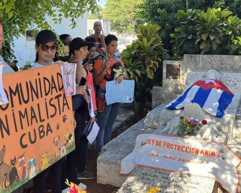 "There is no before and after in Cuba with the Animal Welfare Law"denounce the protectors