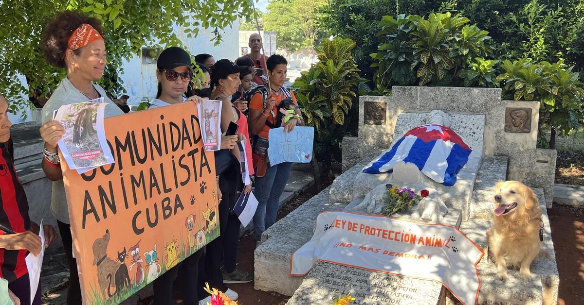 "There is no before and after in Cuba with the Animal Welfare Law"denounce the protectors