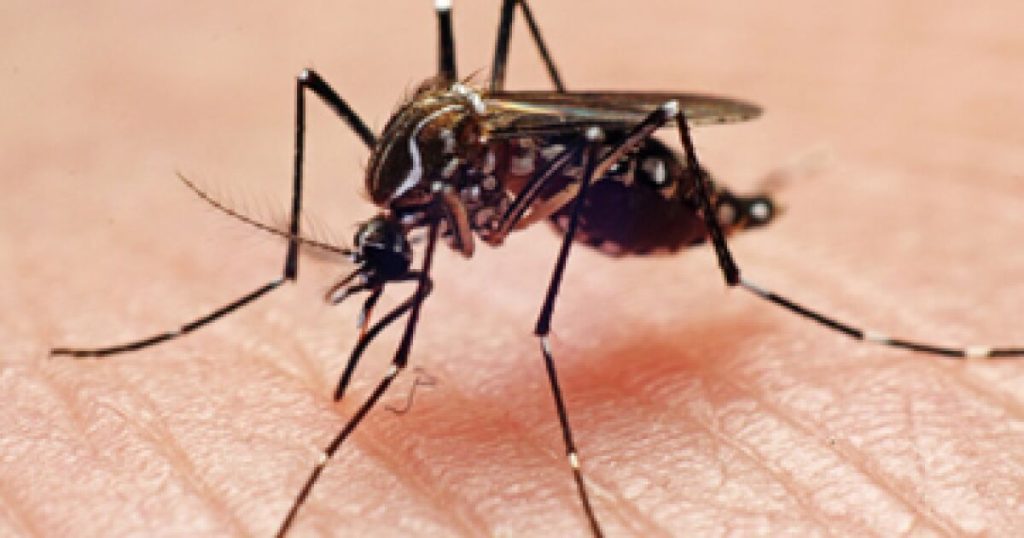 Confirmed dengue cases have decreased 80% so far from 2025