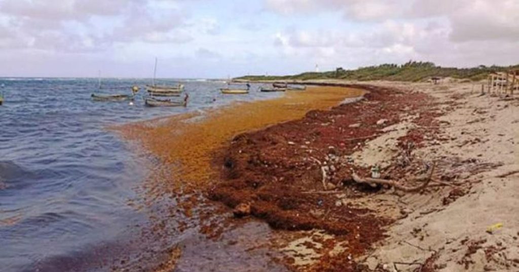 Cuba launches an alert for Sargazo arrival to the coast of Guantanamo