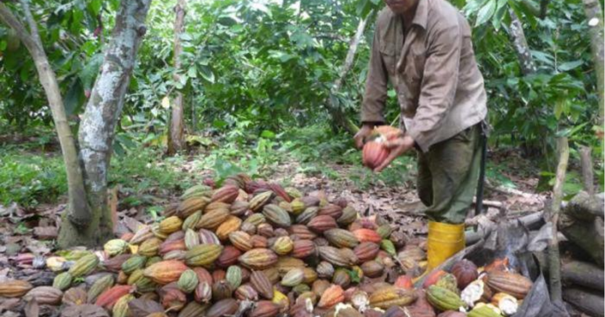 'Granma' criticizes that the guarijos sold cocoa to the deprived of the state's non -payments