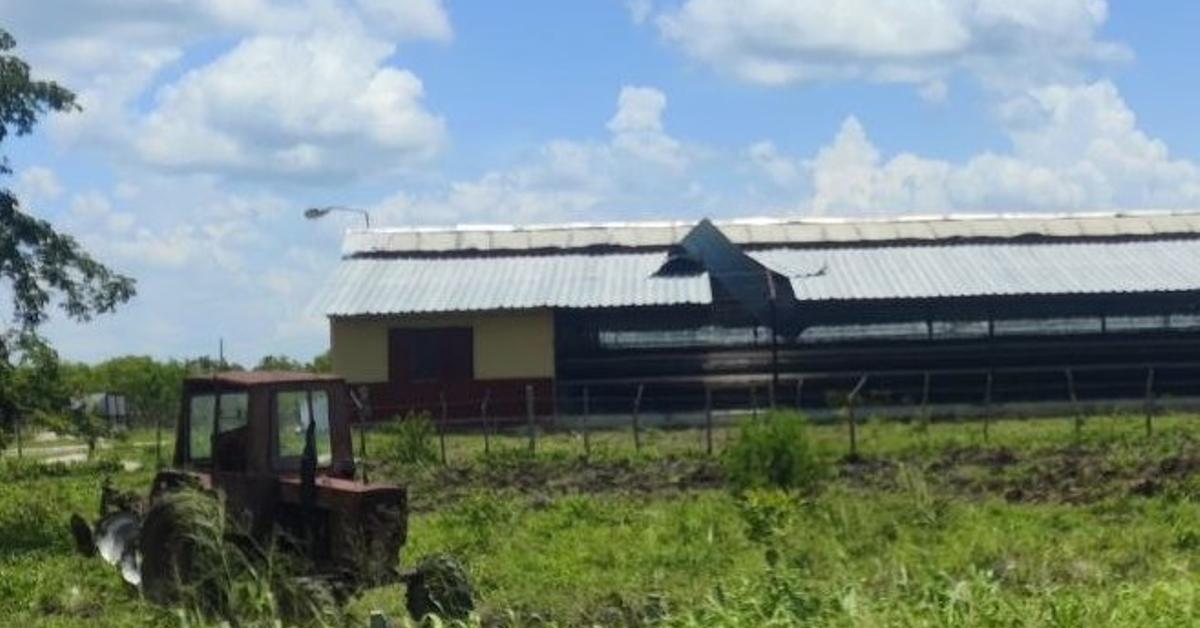 Many chickens died because they took their feed to give it to the shrimp