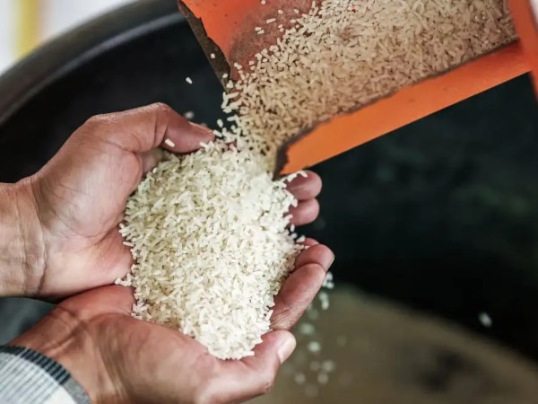 Rice strike is still firm while the price of the grain remains without defining