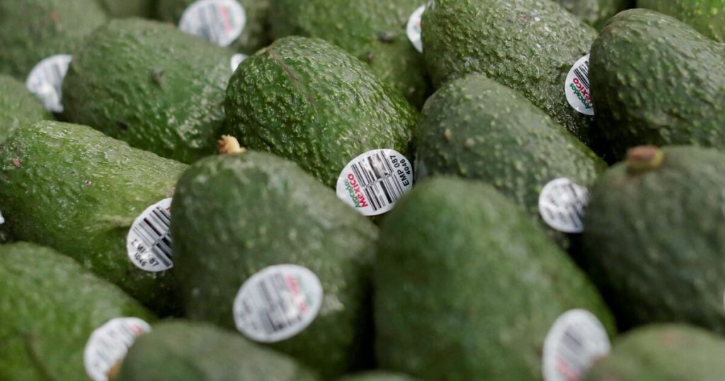 Sorry the United States! The Mexican avocado will also go to Brazil