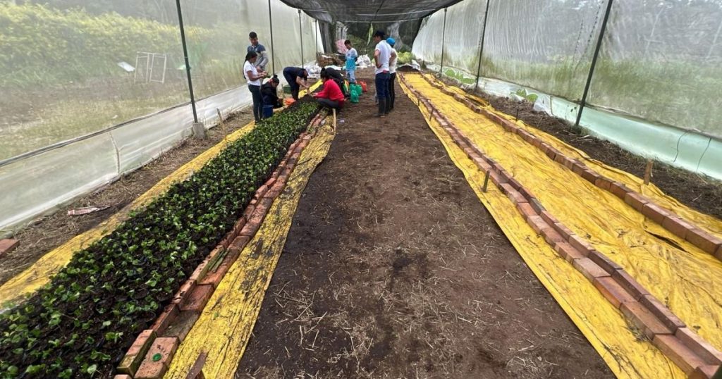 The ICA certifies coffee cultivation from the University of Cundinamarca