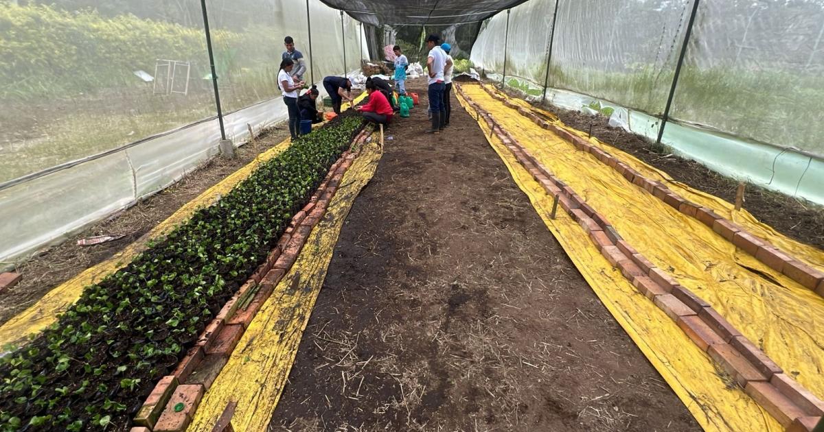 The ICA certifies coffee cultivation from the University of Cundinamarca