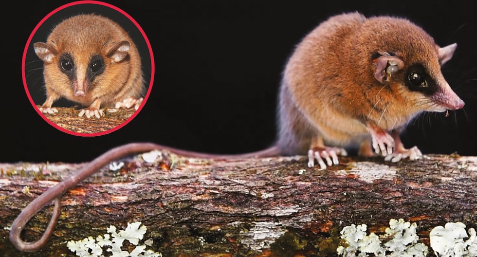 They discover a new species of marsupial in the Abyseo River National Park