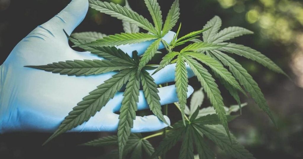 They lie down again to regulate the adult cannabis use in Colombia