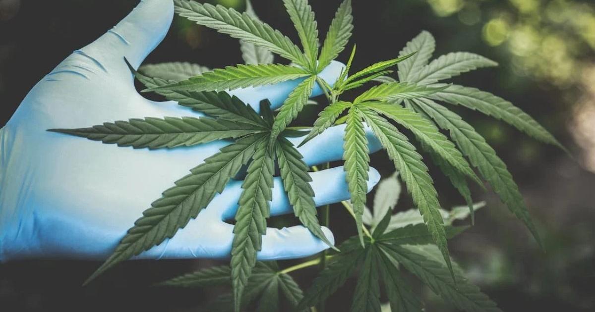 They lie down again to regulate the adult cannabis use in Colombia