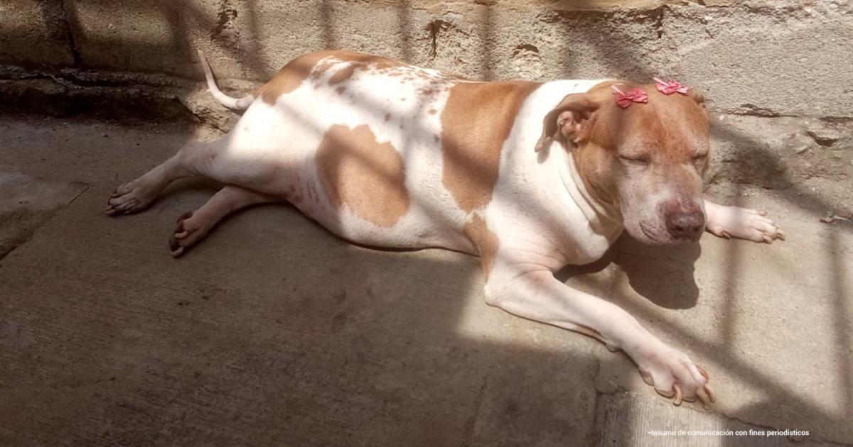 They prosecute man for aggressions that ended the life of a dog in Tolima