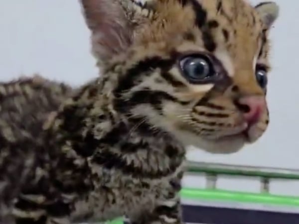 Tigrillo Baby orphan was rescued by the army in Vichada; His mother would have been killed by hunters