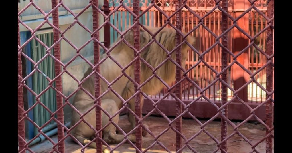 "When an animal dies here, they give it to the others"