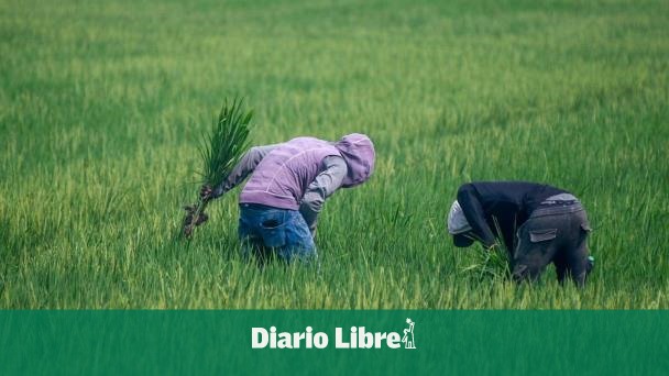 Adofa guarantees sufficient rice supply