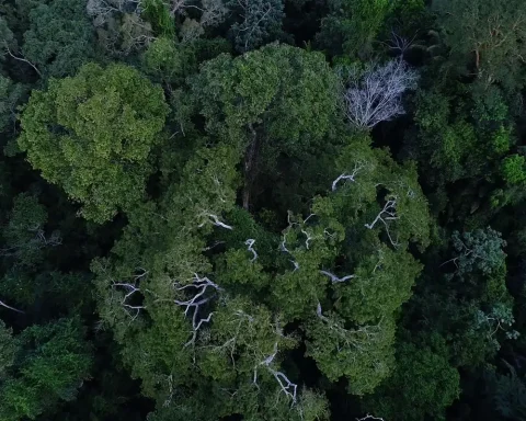 Amazonian countries will defend background to preserve forests