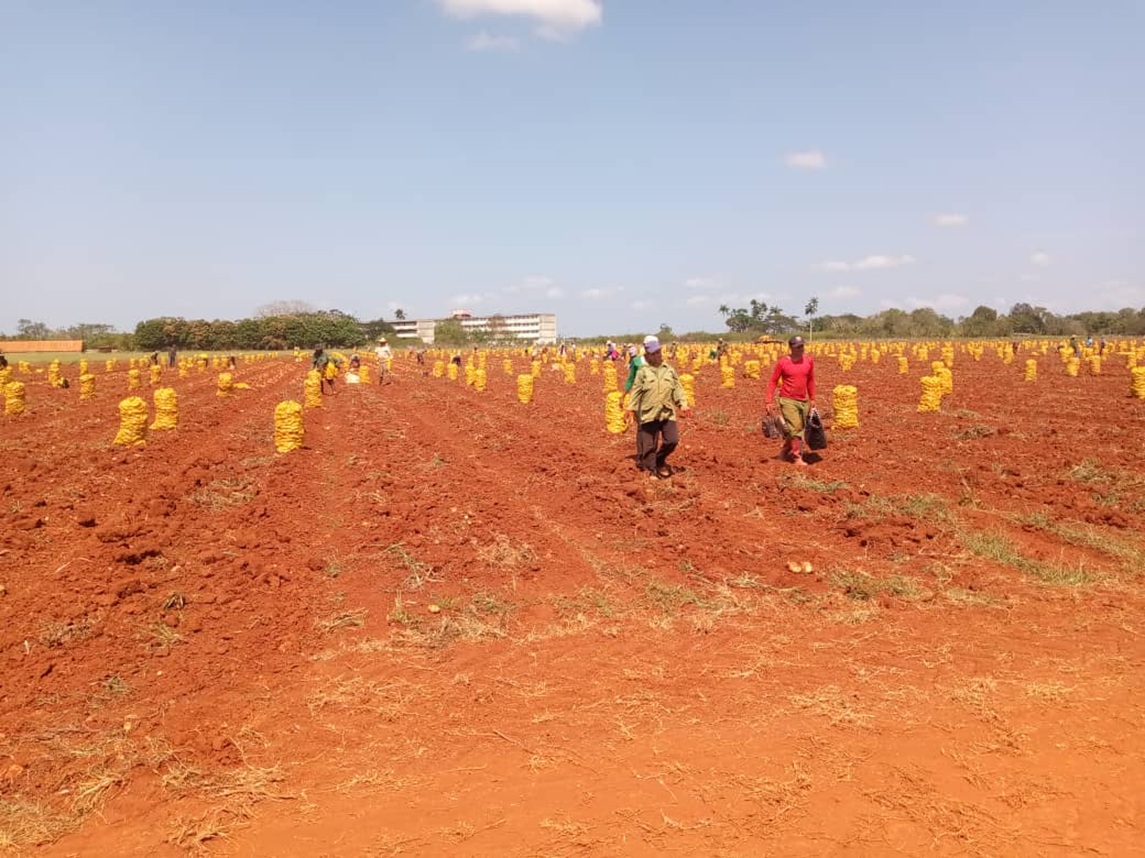 Artemisa and a Vietnam company agree to cultivate and export of agricultural products