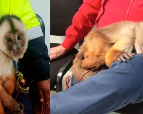 Ayacucho: Serenos rescue mono found in the streets of San Juan Bautista