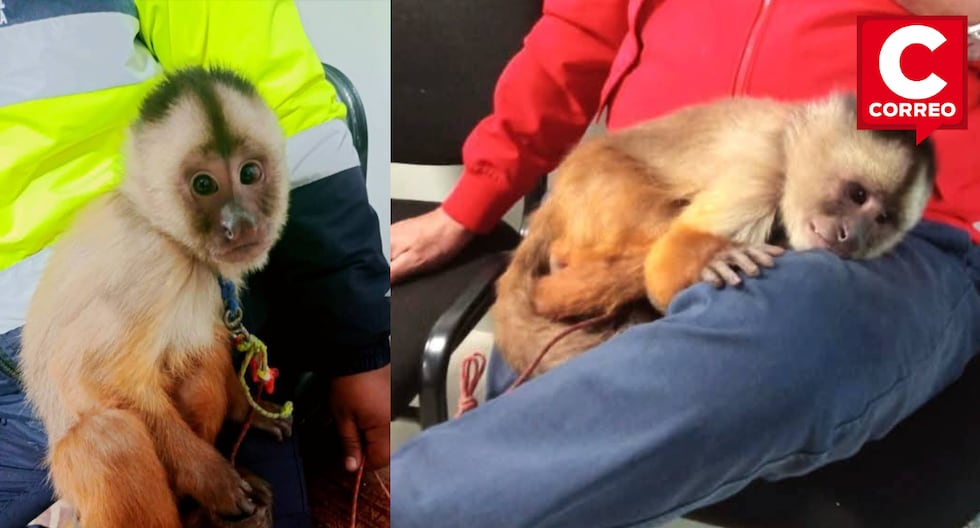 Ayacucho: Serenos rescue mono found in the streets of San Juan Bautista