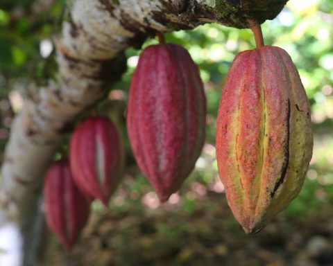 Baracoa and Cocoa: The MSMEs took the baton with the paralysis of the state factory