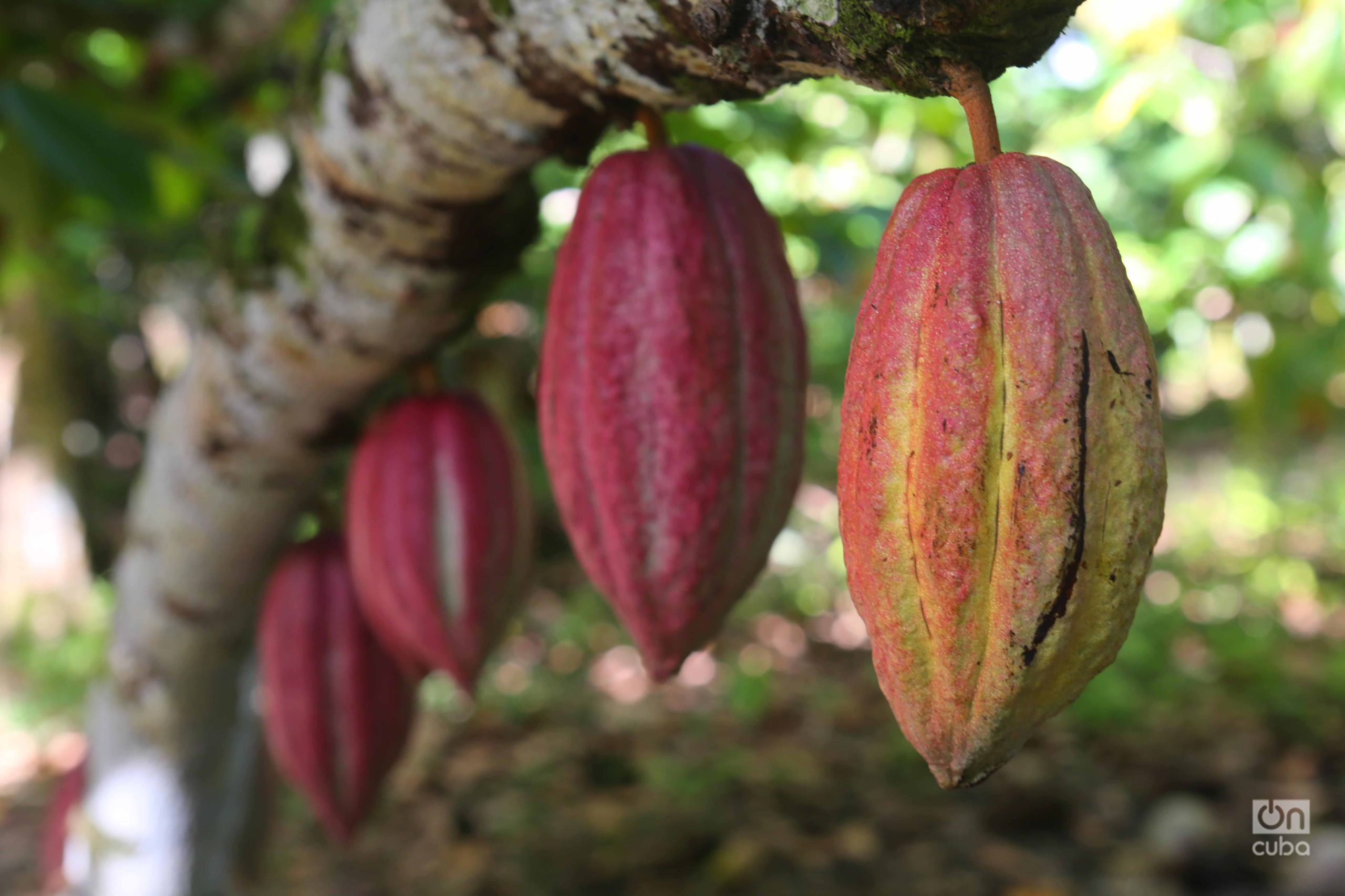 Baracoa and Cocoa: The MSMEs took the baton with the paralysis of the state factory