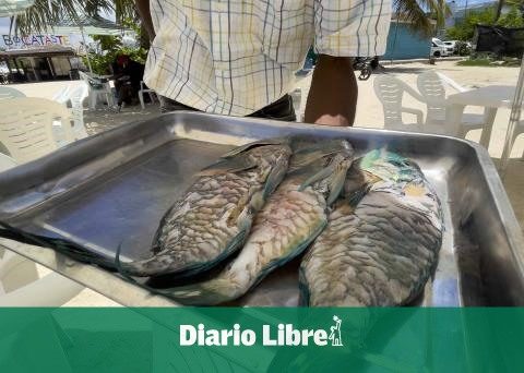 Boca Chica businesses breach the ban of parrot fish