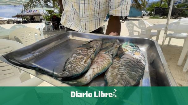 Boca Chica businesses breach the ban of parrot fish