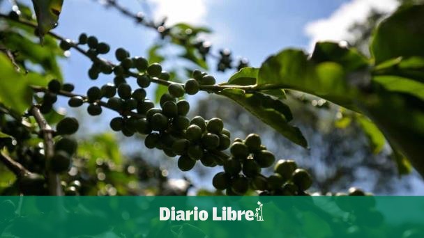 Brasil's coffee exports fall 21.4 % to July