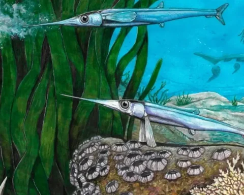 Brazilian scientists identify a new species of prehistoric fish