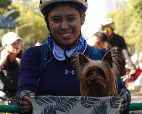 CDMX acknowledges animals as sentient beings