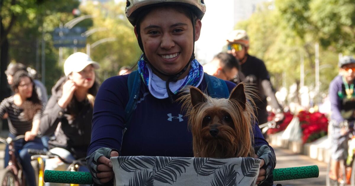 CDMX acknowledges animals as sentient beings