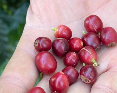 China enables 183 Brazilian companies to export coffee to the country