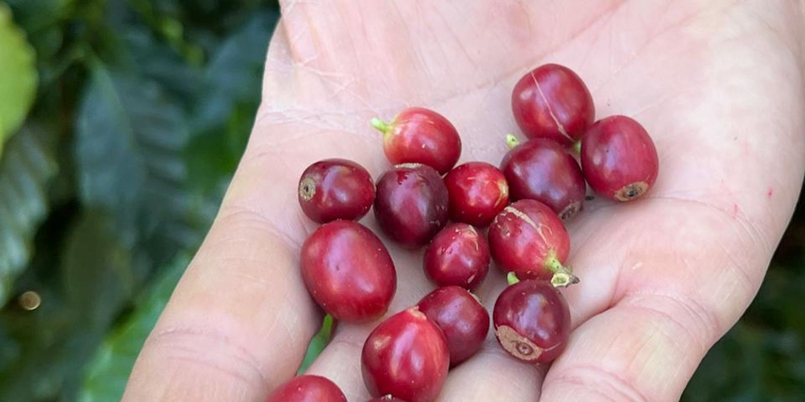 China enables 183 Brazilian companies to export coffee to the country