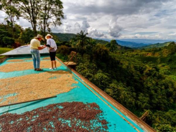 Coffee departments are accelerating their exports thanks to grain