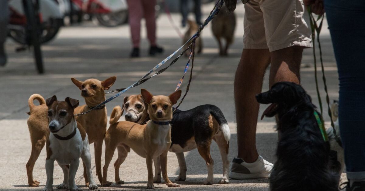 #Columnainvita | Pets as subjects of law