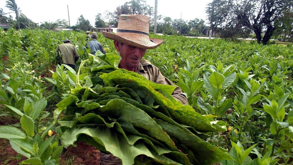 Cuba raises tobacco production with 6 million more exported units in 2025