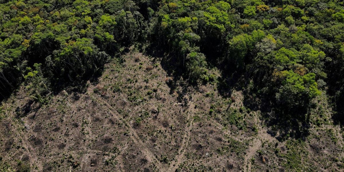 Deforestation in the Brazilian Amazon grew 4% in the last year