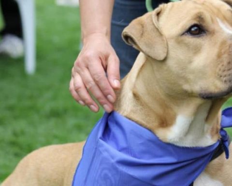 Do you have a lost dog or cat? Bogotá opens web to help find them