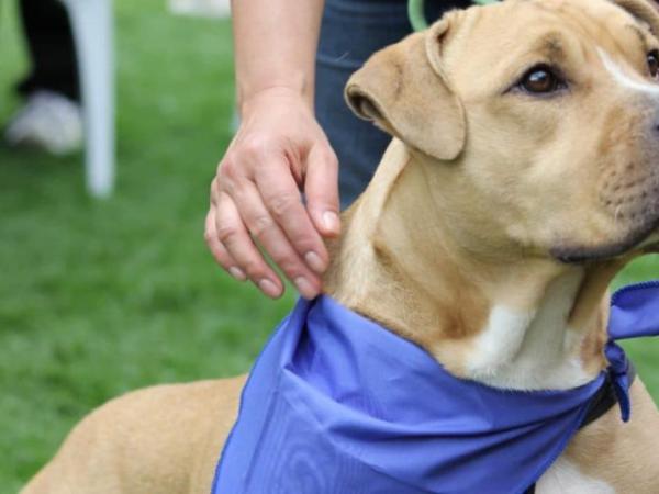 Do you have a lost dog or cat? Bogotá opens web to help find them